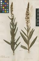 Filed as Lysimachia ephemerum L. [family PRIMULACEAE]