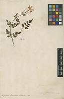 Filed as Jasminum grandiflorum L. [family OLEACEAE]