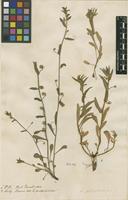Filed as Convolvulus pentapetaloides L. [family CONVOLVULACEAE]