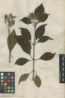 Filed as Hamelia patens Jacq. [family RUBIACEAE]