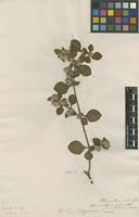 Filed as Illecebrum polygonoides (L.) L. [family AMARANTHACEAE]