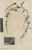 Filed as Veronica orientalis Willd. [family PLANTAGINACEAE]
