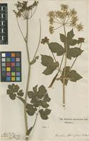 Filed as Heracleum sphondylium L. [family APIACEAE]