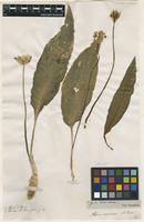 Filed as Allium ursinum L. [family AMARYLLIDACEAE]