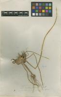 Filed as Luciola indet. [family JUNCACEAE]