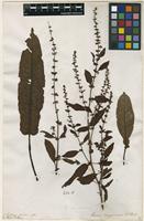 Filed as Rumex sanguineus L. [family POLYGONACEAE]