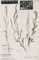 Filed as Rumex acetosella L. [family POLYGONACEAE]