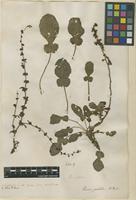 Filed as Rumex pulcher L. [family POLYGONACEAE]