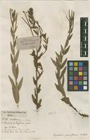 Filed as Epilobium parviflorum Schreb. [family ONAGRACEAE]
