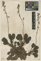 Filed as Saxifraga umbrosa L. [family SAXIFRAGACEAE]