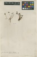 Filed as Saxifraga rivularis L. [family SAXIFRAGACEAE]