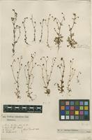 Filed as Saxifraga tridactylites L. [family SAXIFRAGACEAE]