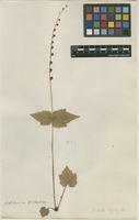 Filed as Mitella diphylla L. [family SAXIFRAGACEAE]