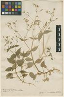 Filed as Stellaria nemorum L. [family CARYOPHYLLACEAE]