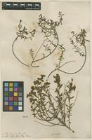 Filed as Euphorbia spinosa L. [family EUPHORBIACEAE]