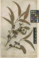 Filed as Eucalyptus tereticornis Sm. [family MYRTACEAE]
