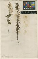 Filed as Spiraea hypericifolia L. [family ROSACEAE]