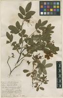 Filed as Rosa cinnamomea L. [family ROSACEAE]