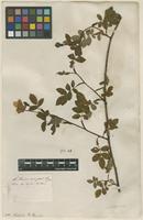 Filed as Rosa arvensis Huds. [family ROSACEAE]