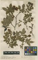Syntype of Rosa tomentosa Sm. [family ROSACEAE]
