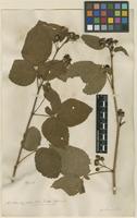 Filed as Rubus suberectus G.Anderson ex Sm. [family ROSACEAE]
