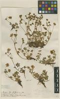 Filed as Potentilla aurea L. [family ROSACEAE]