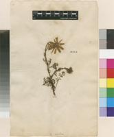 Lectotype of Matricaria maritima L. [family ASTERACEAE]