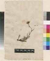 Lectotype of Anthemis alpina L. [family ASTERACEAE]