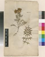 Lectotype of Centaurea cineraria L. [family ASTERACEAE]