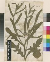 Filed as Centaurea eriophora L. [family ASTERACEAE]