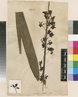 Lectotype of Limodorum altum L. [family ORCHIDACEAE]