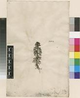 Lectotype of Myriophyllum verticillatum L. [family HALORAGACEAE]