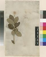Filed as Quercus suber L. [family FAGACEAE]
