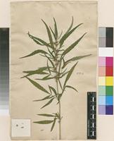 Lectotype of Cannabis sativa L. [family CANNABACEAE]