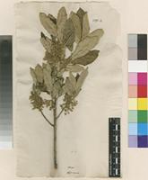 Filed as Kiggelaria africana L. [family ACHARIACEAE]