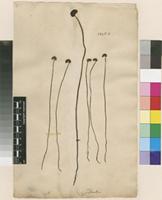 Lectotype of Acrostichum pectinatum L. [family PTERIDACEAE]