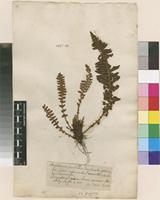 Lectotype of Polypodium fragrans L. [family POLYPODIACEAE]
