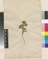 Lectotype of Lycopodium obscurum L. [family LYCOPODIACEAE]