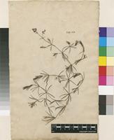 Filed as Galium glaucum L. [family RUBIACEAE]
