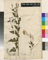 Lectotype of Jasminum grandiflorum L. [family OLEACEAE]