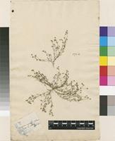 Filed as Sagina apetala Ard. [family CARYOPHYLLACEAE]