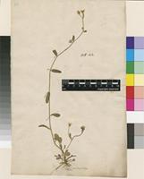 Filed as Convolvulus pentapetaloides L. [family CONVOLVULACEAE]