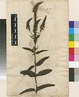 Filed as Veronica spicata L. [family PLANTAGINACEAE]