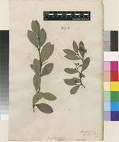Lectotype of Periploca secamone L. [family APOCYNACEAE]
