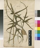 Lectotype of Heracleum angustifolium L. [family APIACEAE]