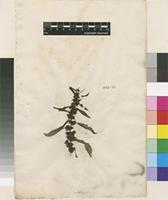 Lectotype of Rumex dentatus L. [family POLYGONACEAE]