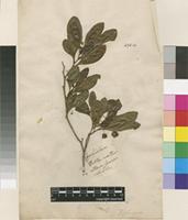Filed as Dodonaea viscosa Jacq. [family SAPINDACEAE]
