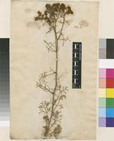 Filed as Ruta montana (L.) L. [family RUTACEAE]