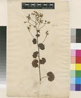 Lectotype of Saxifraga rotundifolia L. [family SAXIFRAGACEAE]