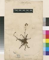 Lectotype of Saxifraga hypnoides L. [family SAXIFRAGACEAE]